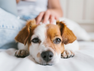 Curso em Direito Animal